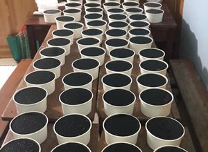 Hình của món Thạch đen nhà mình nấu nha.