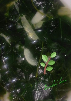 Foto resep Sayur Katu Bening