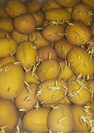 صورة لوصفة طريقتي في ترقيد الزيتون