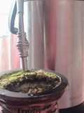 Chimarrão mate doce com erva doce