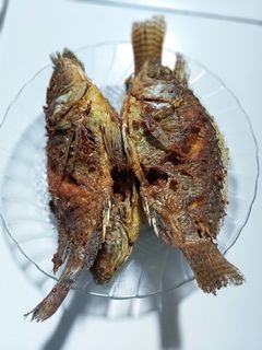 Foto resep Ikan Mujaer Goreng Kering