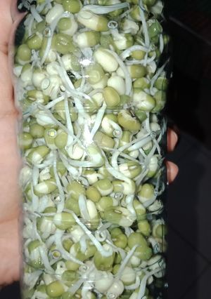 Foto resep Cara membuat kecambah sendiri