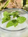🌱 Si Rô 3 Loại Bạc Hà