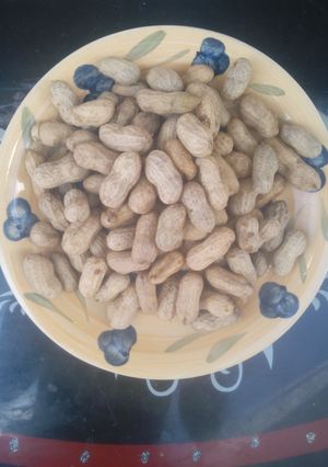 A picture of Cook groundnut.