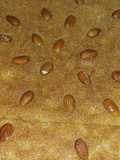 Basbousa with Almonds