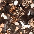 Brownies Crispy Chip