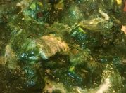 A picture of turmeric powder