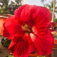 A picture of Hibiscus sharbhat.