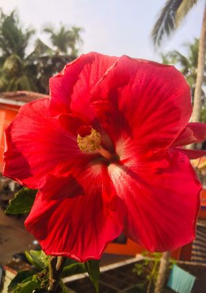 A picture of Hibiscus sharbhat.
