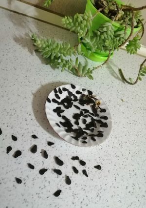 عکسی از دستور شکلات اشکی(بجای تخم هندوانه)