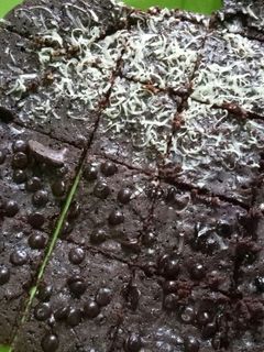Foto resep Brownis Panggang Teflon Simpel