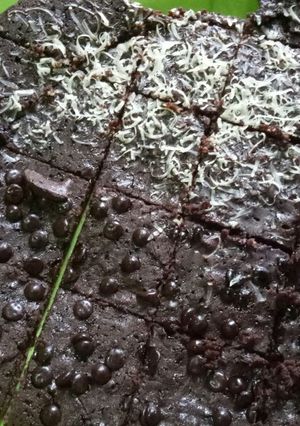 Foto resep Brownis Panggang Teflon Simpel