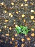 Lenten Spinach with Chickpeas