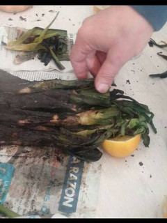 Una foto de 800. Salsa romescu con calçots