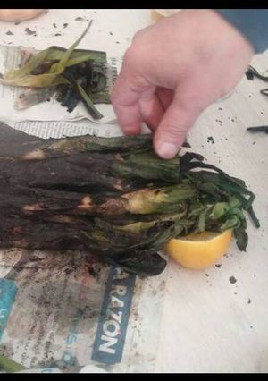 Una foto de 800. Salsa romescu con calçots
