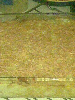 Foto resep Baked Macaroni & Cheese