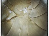 Handmade Lasagna Sheet