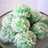 Klepon