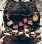 Anti Ribet, Bikin Choco Fridge Cake Anti Gagal
