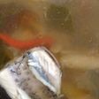 Sup ikan gurame, kuah gurih, pedas, asam, segar