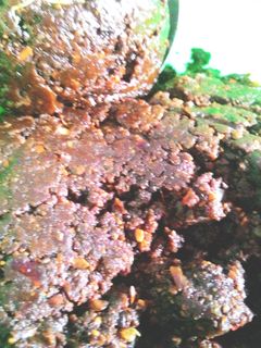 Foto resep Sambal Pecel asli jawa(gado2)