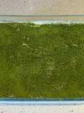 Matcha (green tea flavoured) tiramisu
