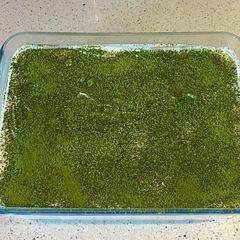 A picture of Matcha (green tea flavoured) tiramisu.