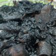 Cumi Hitam