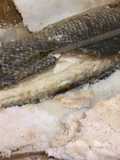 Robalo ao sal