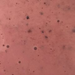 A picture of Smoothie.