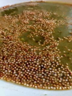 Medvehagyma krémleves #glutenmentes #laktózmentes recept fotója