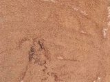 تيراميسو tiramisu