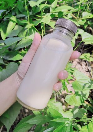 Hình của món Sữa gạo "Hàn Quốc".