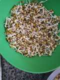 Homemade green lentil sprouts