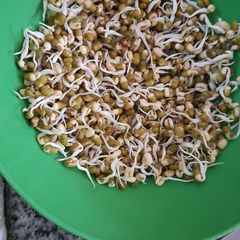 A picture of Homemade green lentil sprouts.