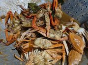 Gambar rajungan asam manis