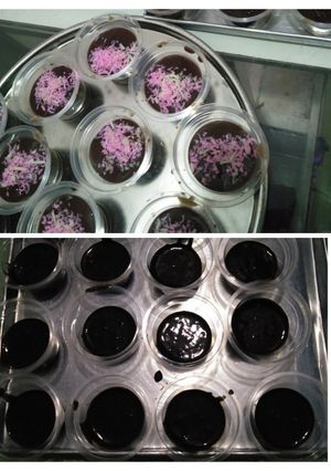 Foto resep Brownies cup kukus irit (layak jual)