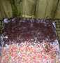 Cara Gampang Membikin Resep  Blackforest Panggang (base birthday cake) yang Sempurna, Lezat