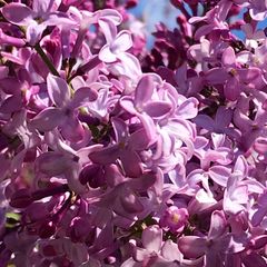 A picture of Lavender Vanilla cake.