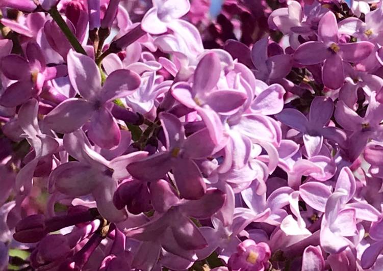 Steps to Prepare Award-winning Lavender Vanilla cake