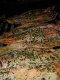 Truchas a la parrilla