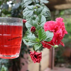 A picture of Hibiscus juce.