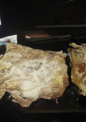 Una foto de Charque de potro