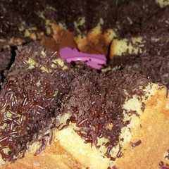 Bolu jadul murmer রেসিপির প্রধান ছবি