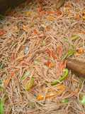Brown spaghetti