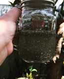 Nước nha đam chia