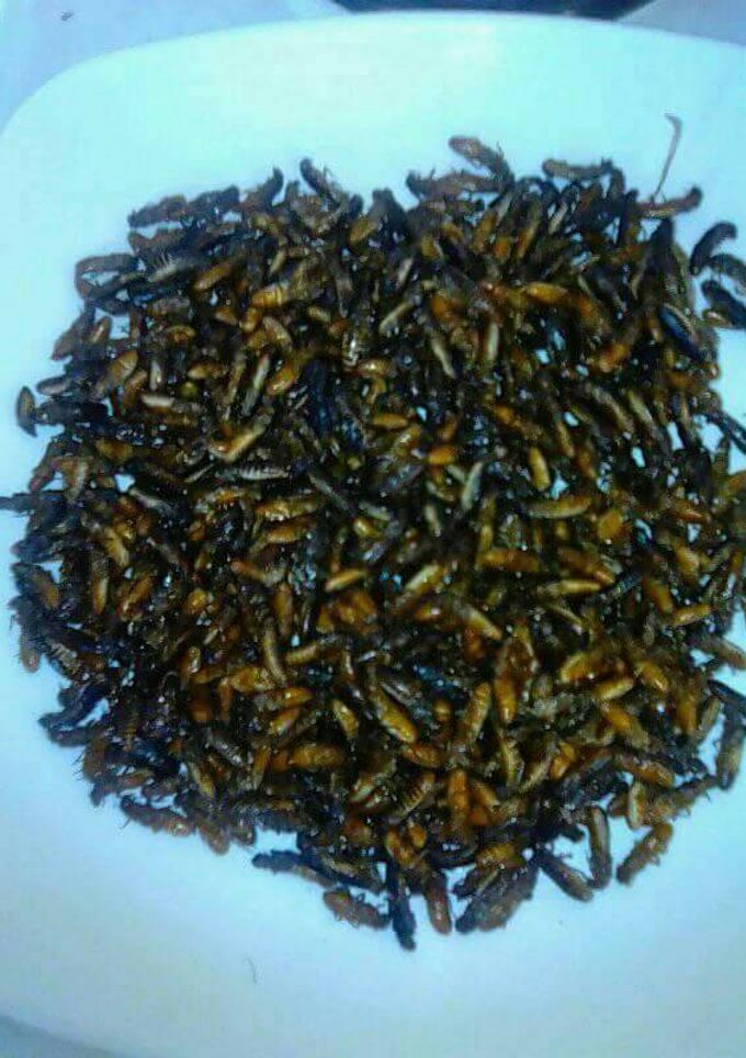 A picture of Roasted Termites.