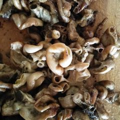 A picture of Matumbo choma.