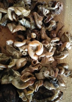 A picture of Matumbo choma.