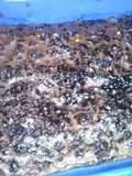 Bolu Chocolatoss simple